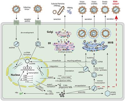 Serum HBV RNA: a promising biomarker for blood product safety screening and enhanced diagnostic efficiency in chronic hepatitis B virus infection